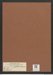 Surirella baltica Schum. (de-Toni-Nr.: Genus 53, Species 2248) Zeichnungen Sammlung Grunow Mappe 02464 (Herbarium_W_Grunow_drawings_Folder_02464)
